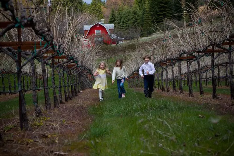 Bumgarner kids walking through the vineyards