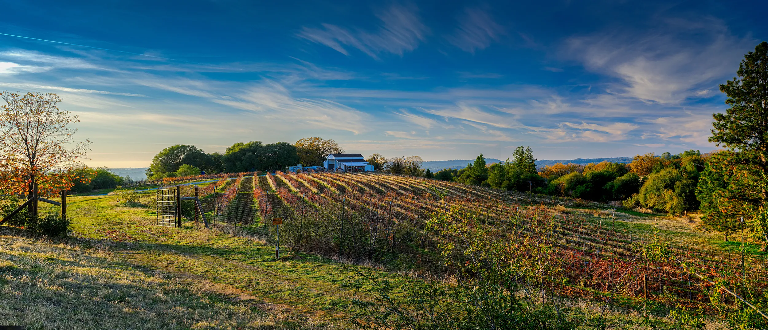 Bumgarner Winery vineyard