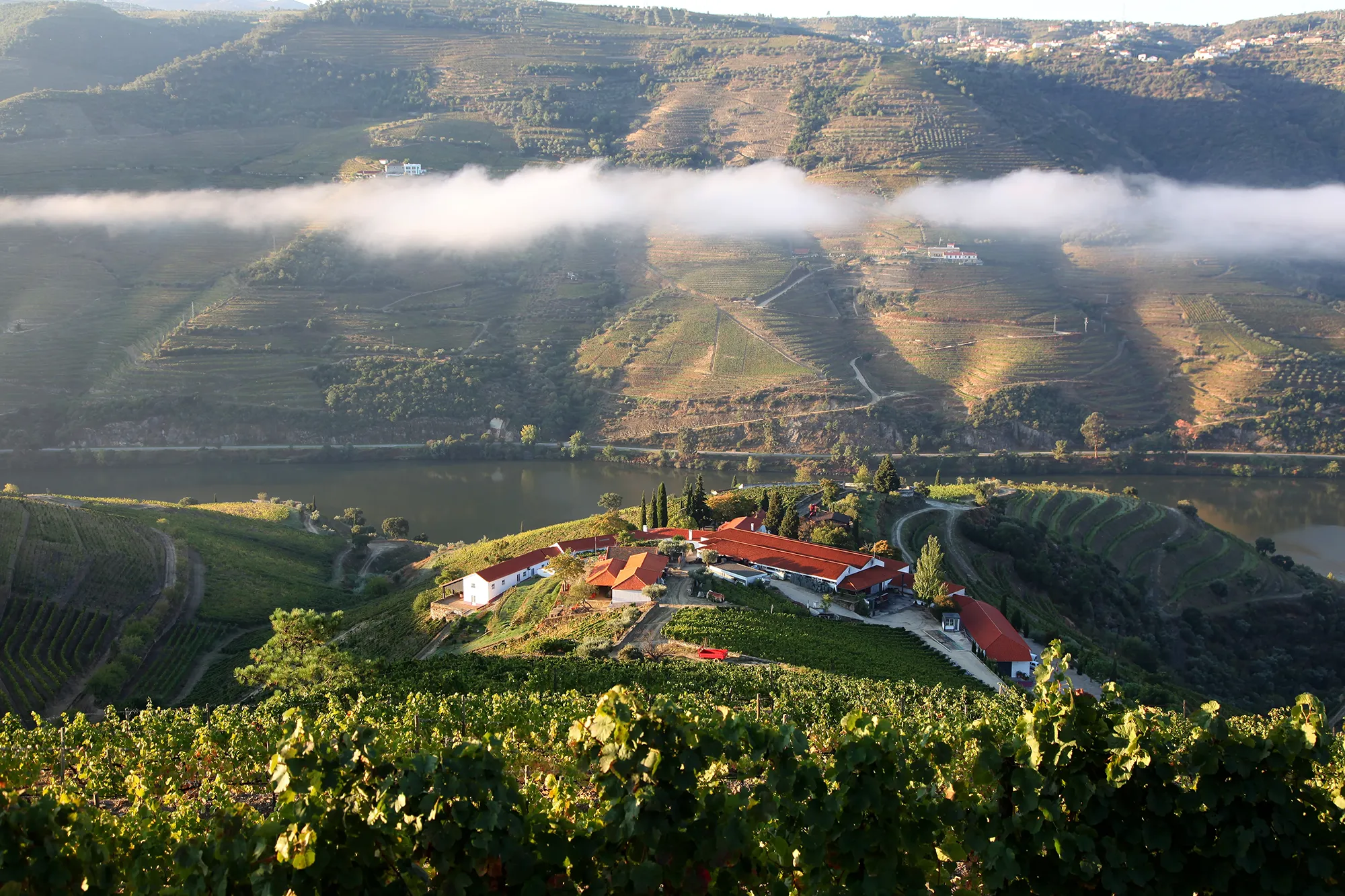 Vineyard in Portugal